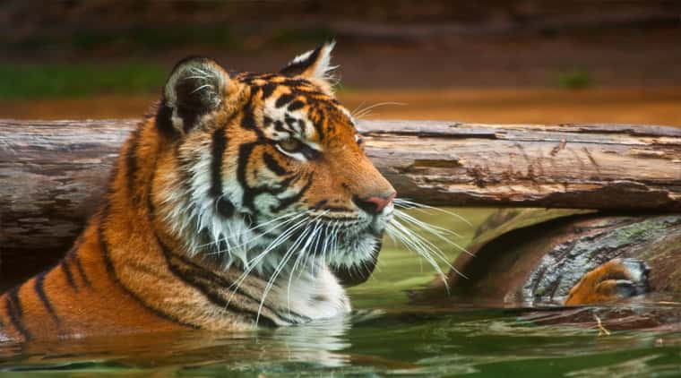 Bandhavgarh Safari