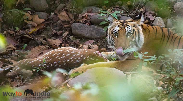 Bandhavgarh Tour From Mumbai