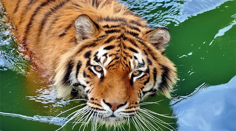 Bandhavgarh Wildlife Safari Tour From Bangalore