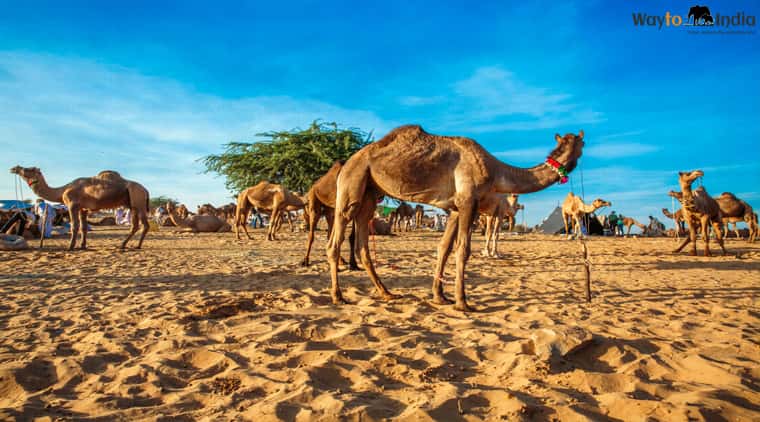 Jaipur Ajmer Pushkar Tour