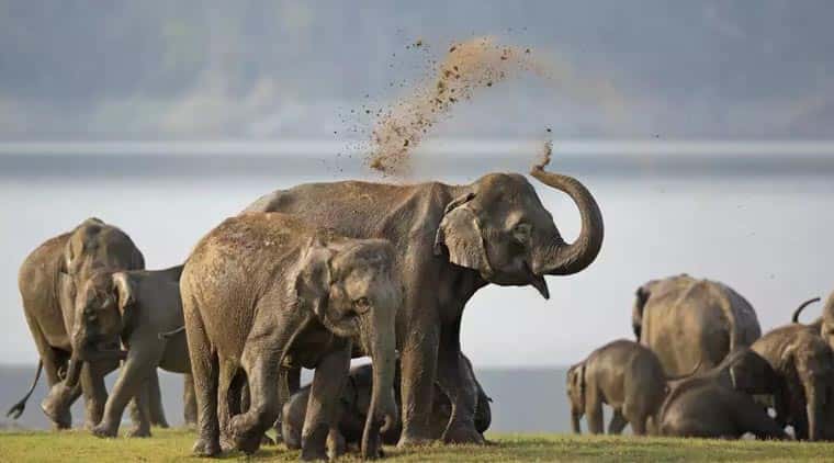 Rajaji National Park Tour