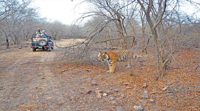 Ranthambore Package