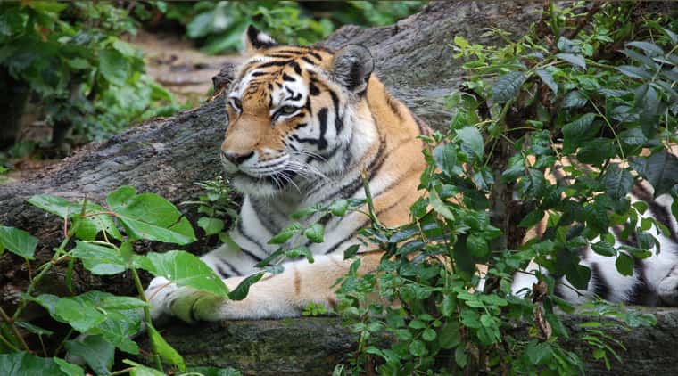 Ranthambore Tour Package