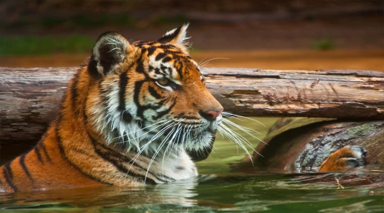 Srisailam Wildlife Tour